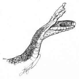 TOS_Black_Rat_Snake_w.jpg thumbnail