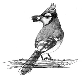 Winter bluejays thumbnail