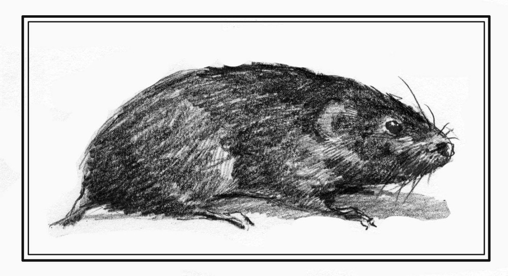 The Elusive Southern Bog Lemming thumbnail