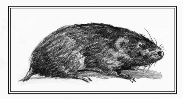 The Elusive Southern Bog Lemming