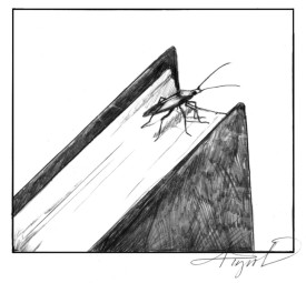 TOS_Box_elder_bug_web.jpg thumbnail