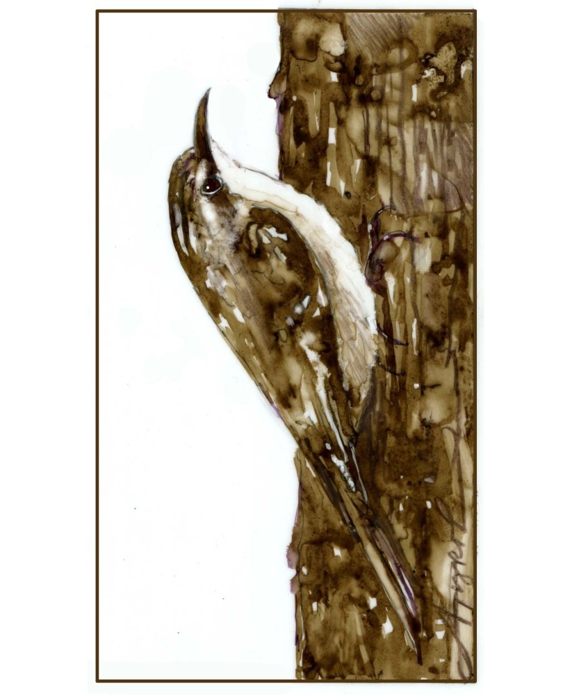 Brown Creepers: Denizens of the Bark thumbnail