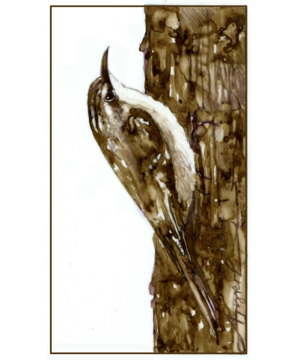 Brown Creepers: Denizens of the Bark