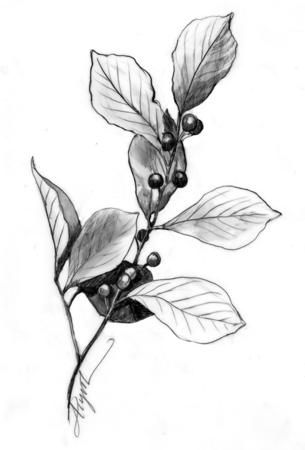 Buckthorn: A Tenacious Invasive