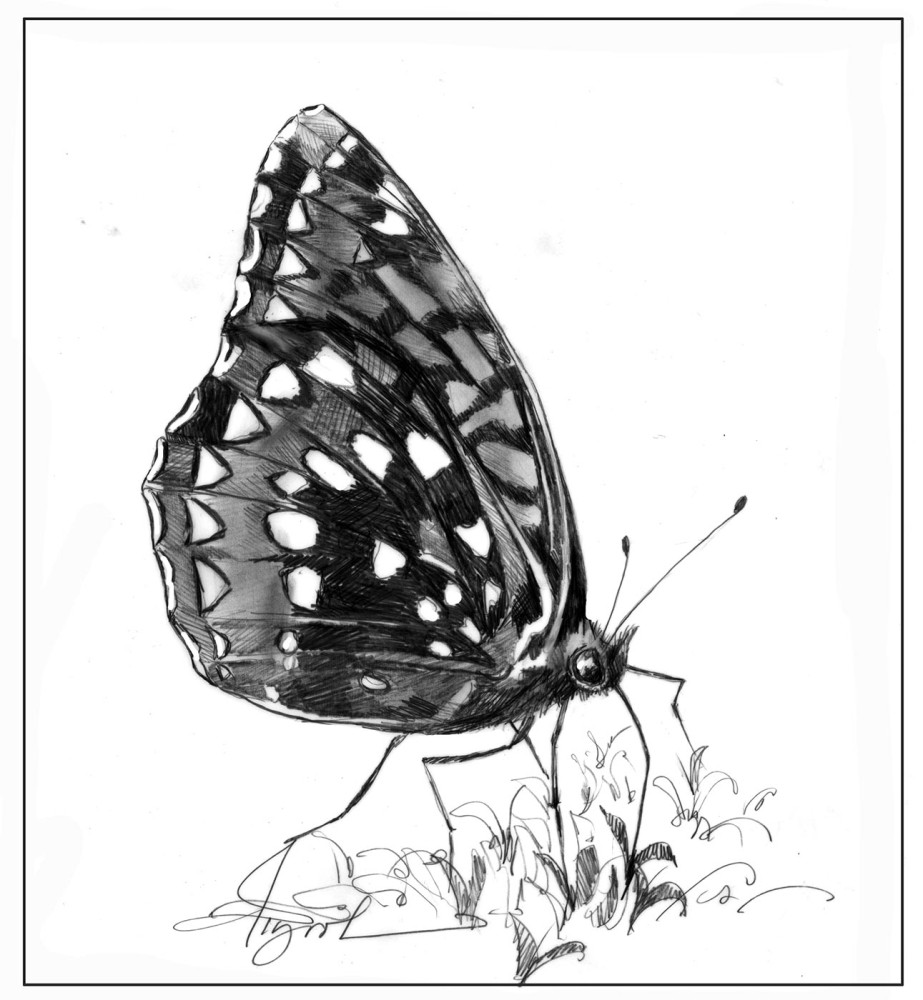 Butterflies