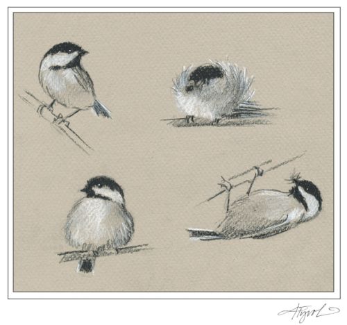 Chickadee