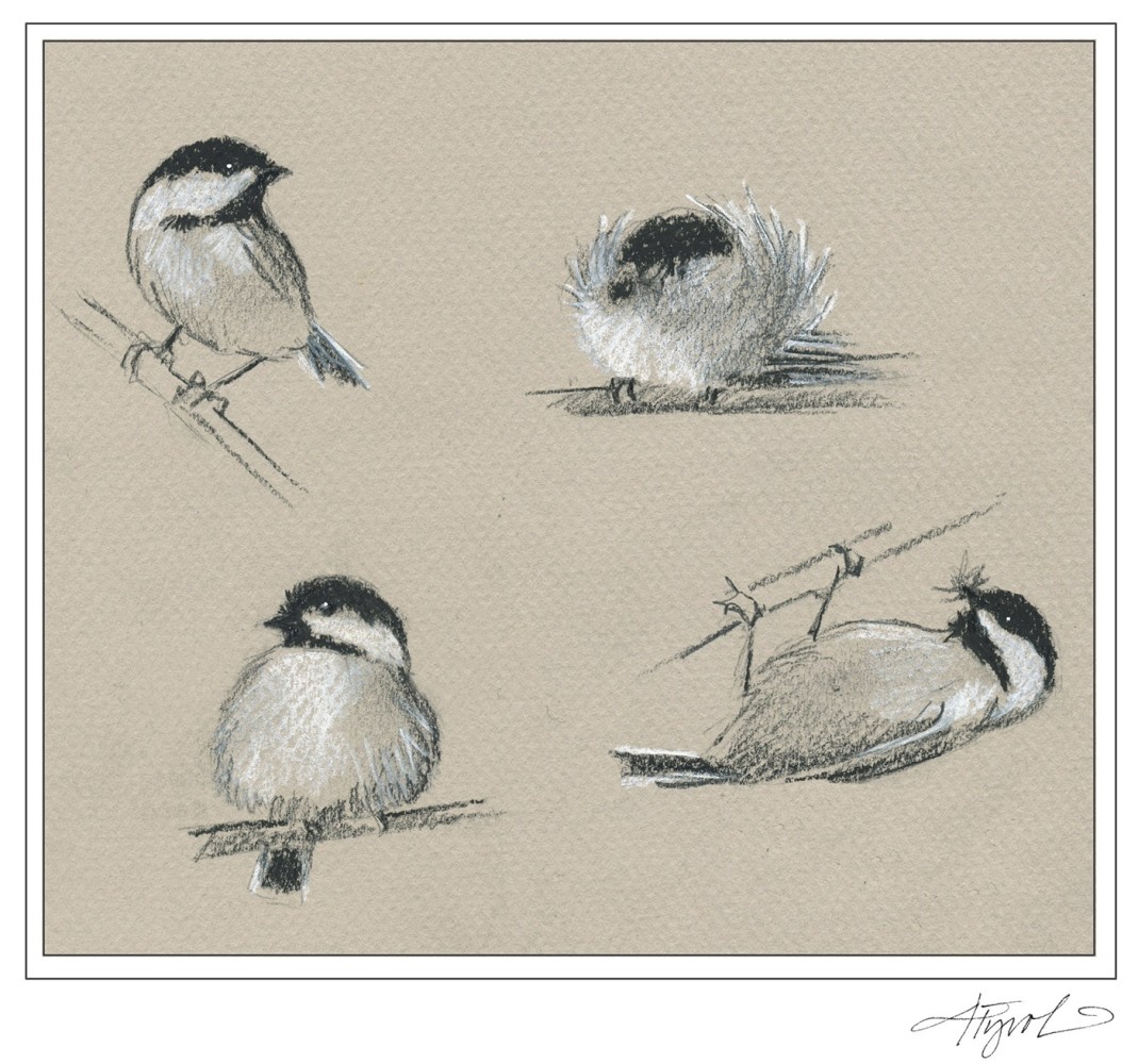 The Amazing Chickadee thumbnail