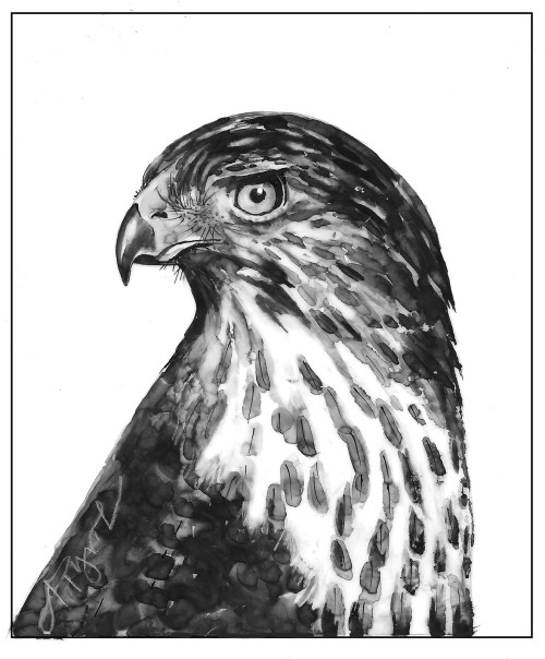 The Cooper’s Hawk thumbnail