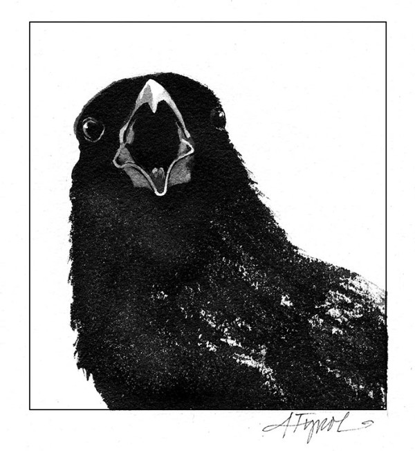 Crow Communication is Cawfully Complicated