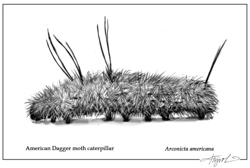 The Defenses of Hairy Caterpillars thumbnail