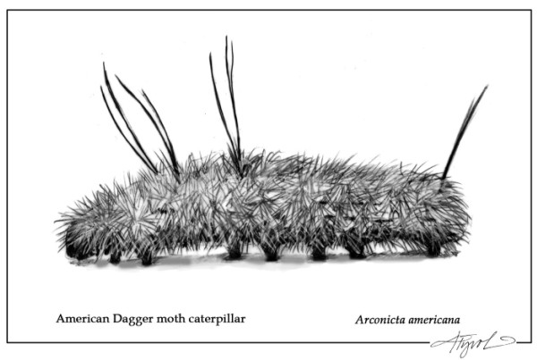 The Defenses of Hairy Caterpillars