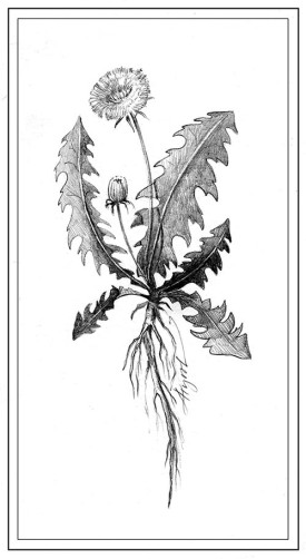 TOS_dandelion_w.jpg thumbnail