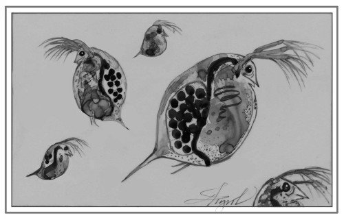 Daphnia: Living Time Capsules thumbnail