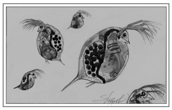 Daphnia: Living Time Capsules