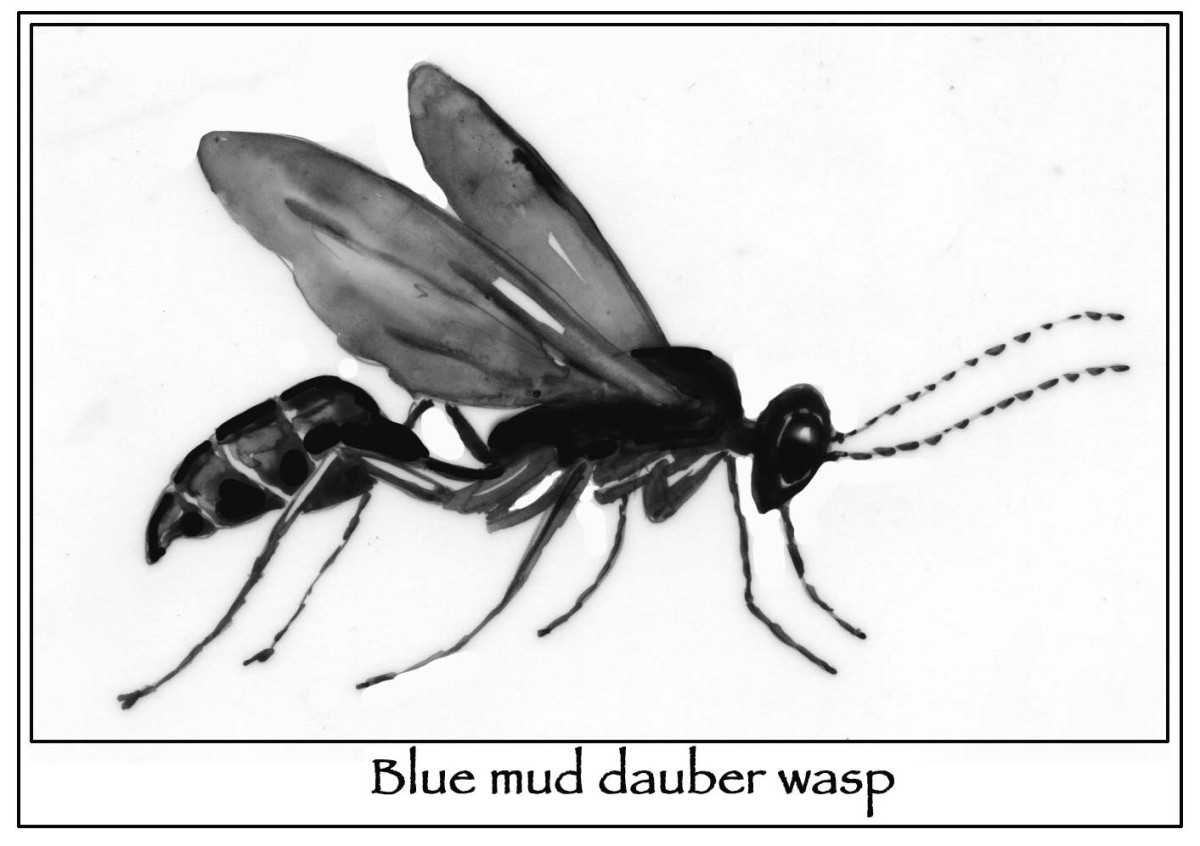 Digger Wasps: Proficient Providers thumbnail