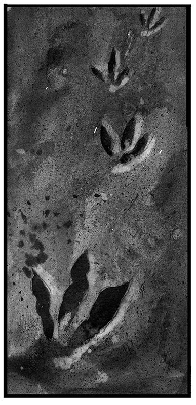 Dinosaur Tracks thumbnail