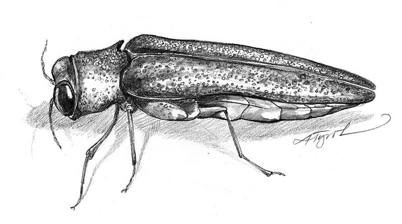 Emerald Ash Borers thumbnail