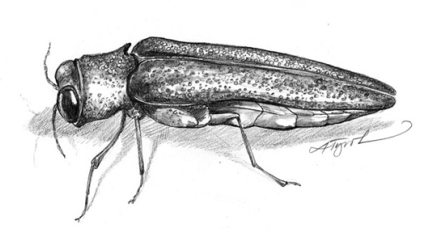 Emerald Ash Borers