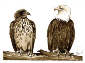 TOS_Eagles_web.jpg thumbnail