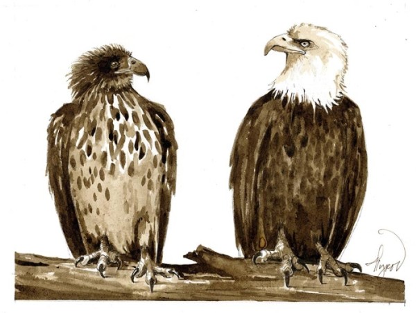 Awkward Adolescent Eagles