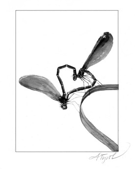 TOS_Ebony_Jewelwing_w.jpg thumbnail