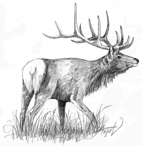 Remembering the Eastern Elk