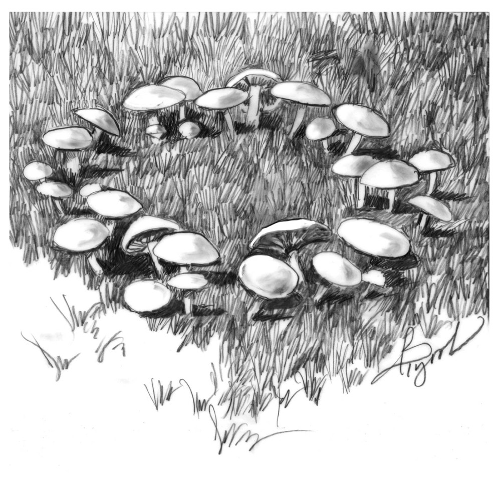 Of Fungi and Fairy Rings thumbnail