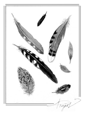 TOS_Feathers_Molting_web.jpg thumbnail