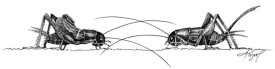TOS_Field_Crickets_web.jpg thumbnail