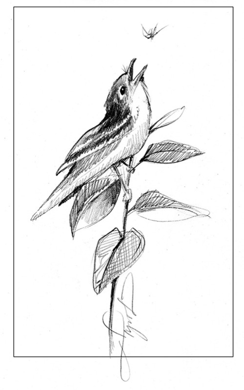 Alder and Willow Flycatchers: Sibling Species thumbnail