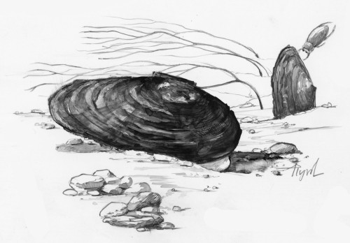 The Brook Floater Mussel thumbnail