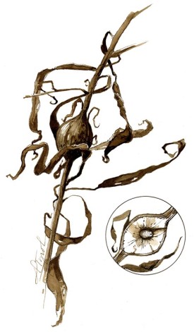 TOS_goldenrod_gall_web.jpg thumbnail