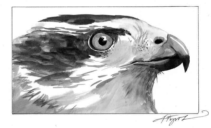 Goshawk: Apex Accipiter thumbnail