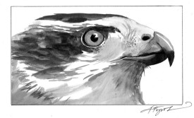 TOS_Goshawk_web.jpg thumbnail