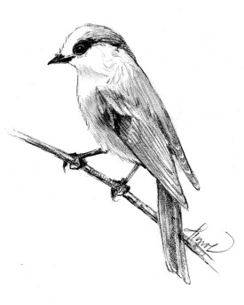 TOS_Gray_Jay_web.jpg thumbnail
