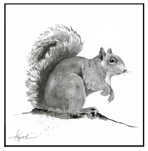Gray Squirrel