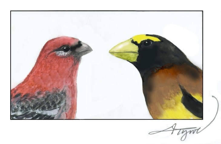 A Tale of Two Grosbeaks