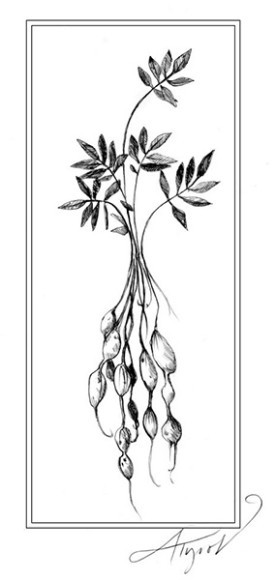 TOS_groundnuts_w.jpg thumbnail