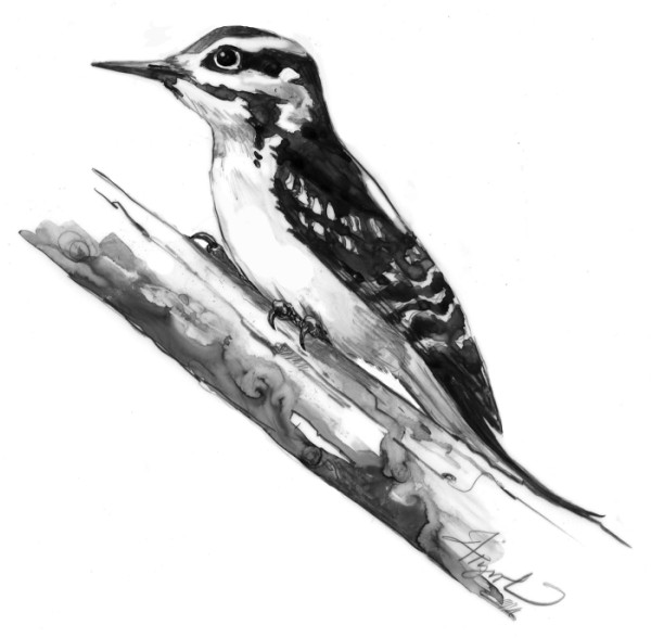 The Hairy Woodpecker: Insect Hunter Extraordinaire