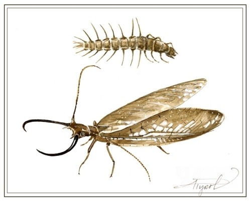 The Northeast’s Most Alarming Insect thumbnail