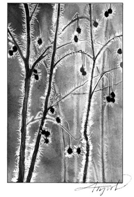 TOS_Hoarfrost_web.jpg thumbnail