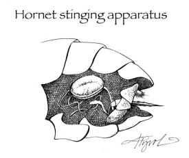 TOS_Hornet_Stinger_web.jpg thumbnail