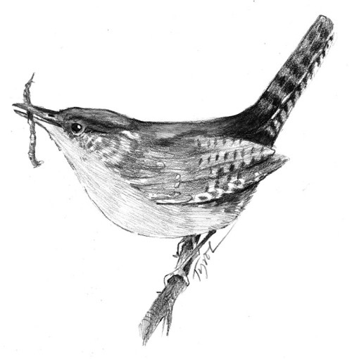 House Wren Eviction thumbnail