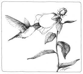 TOS_Hummingbird_Web.jpg thumbnail