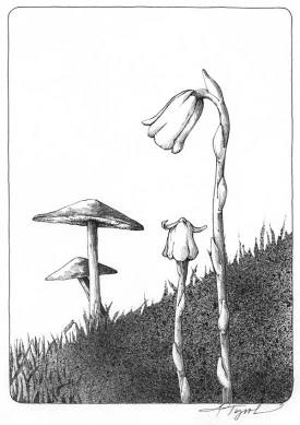 TOS_Indian_pipe_web.jpg thumbnail