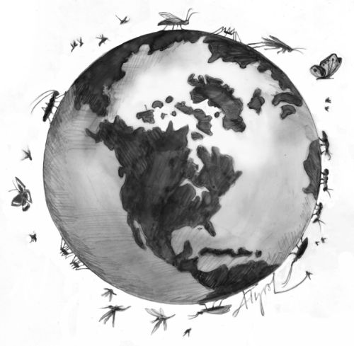 Insects Around the World
