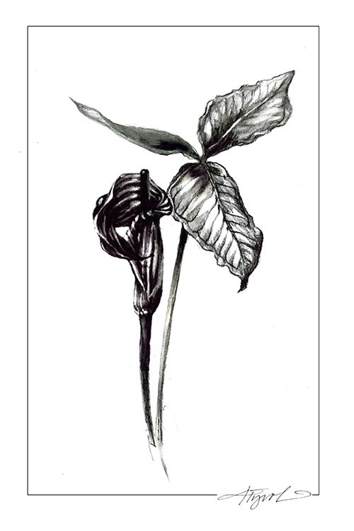 Jack-in-the-Pulpit, or is that Jill? thumbnail