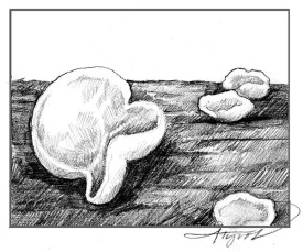 TOS_JellyFungus_web.jpg thumbnail