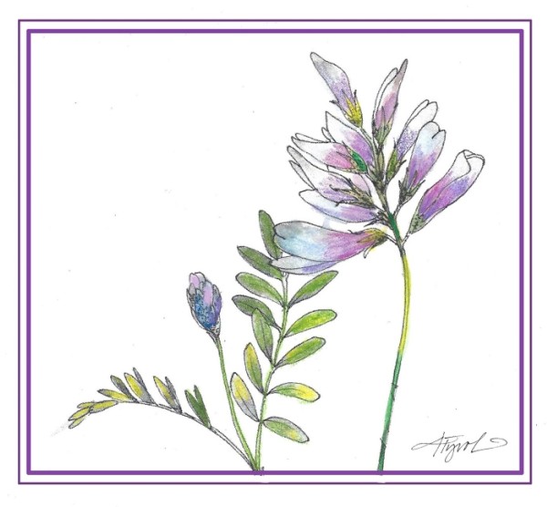 Jesup’s Milk-Vetch: A Rare Beauty