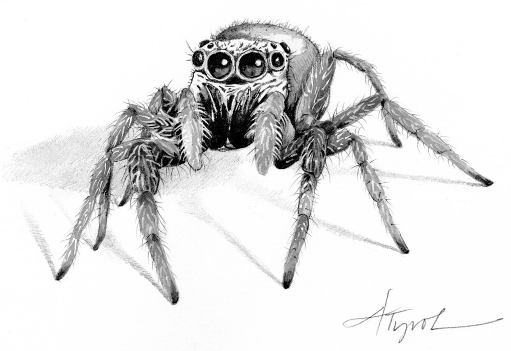 Spider Eyes Are Watching You thumbnail